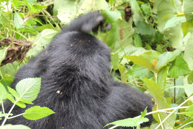 10 Day Gorilla Chimps and Big 5 Safari - Day 6: Chimpanzees at Kyambura Gorge and the move to Ishasha