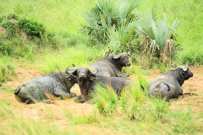 10 Day Gorilla Chimps and Big 5 Safari - Day 1: A practical start in Entebbe