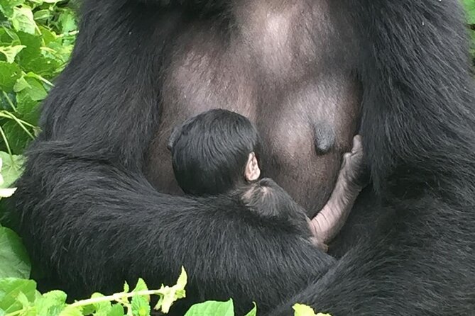 10 Day Uganda Memorable Lifetime Gorilla and Chimpanzee Safari - Day 4: A long transfer to Kibale National Park