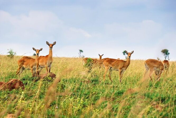 10 Day Western Uganda Budget Wildlife Safari - Key things to know before booking