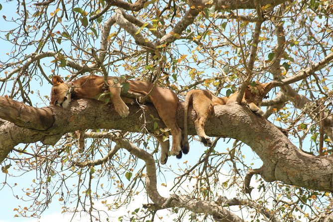 10 Day Western Uganda Budget Wildlife Safari - Day 3: crossing to Kibale through Fort Portal