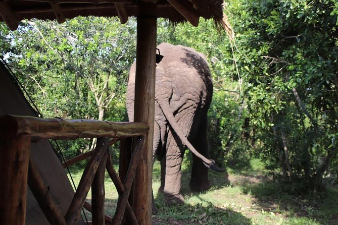 10 Day Western Uganda Budget Wildlife Safari - Day 4: chimpanzees in Kibale Forest