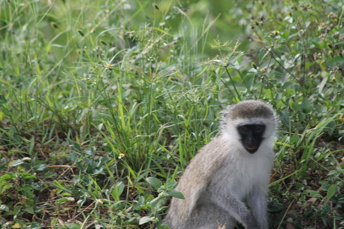 10-Day Wildlife Big 5, Murchison Falls and Gorilla Safari - Why this Uganda route works so well