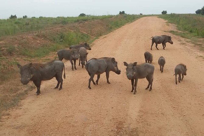 10-Day Wildlife Big 5, Murchison Falls and Gorilla Safari - Day 4: The long transfer to Kibale Forest