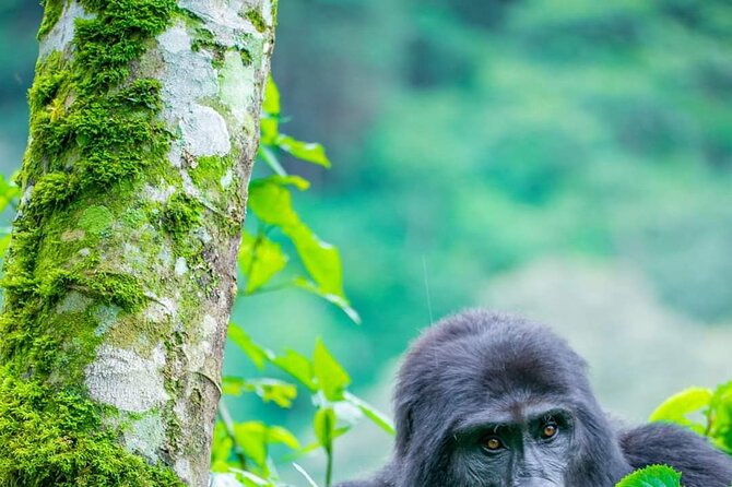 10-Day Wildlife Big 5, Murchison Falls and Gorilla Safari - Day 5: Chimp trekking and Queen Elizabeth National Park