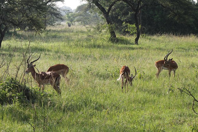 10-Day Wildlife Big 5, Murchison Falls and Gorilla Safari - Day 6: Kasenyi plains and the Kazinga Channel