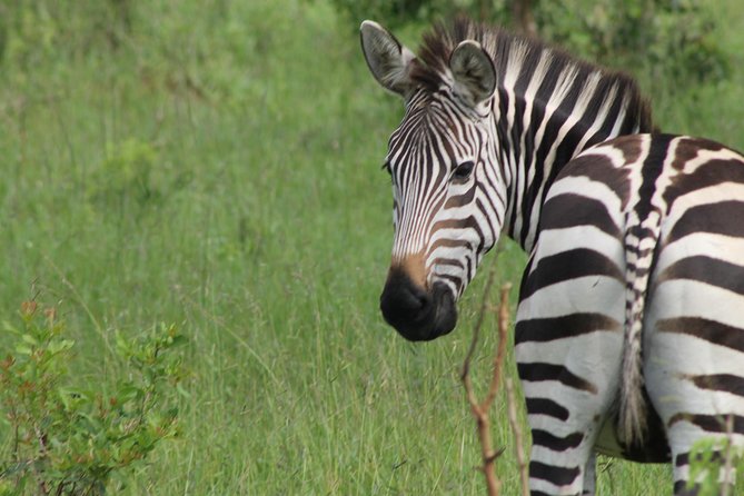 10-Day Wildlife Big 5, Murchison Falls and Gorilla Safari - Days 2 and 3: Rhinos, lions, and Murchison Falls