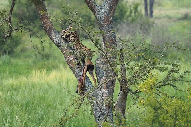 10 Days Affordable Gorilla Trekking Holiday - Day 3: Chimpanzees and Bigodi community life