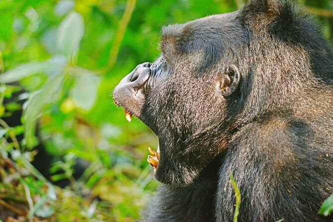 10 Days Affordable Gorilla Trekking Holiday - Day 6: Tree-climbing lions in Ishasha