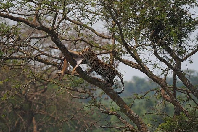10 Days Affordable Gorilla Trekking Holiday - Day 8: Golden monkeys in Mgahinga