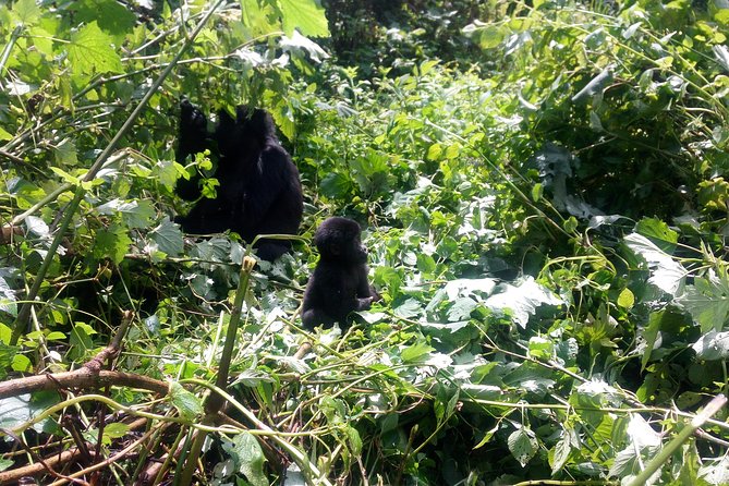 10 Days Uganda Gorilla & Chimpanzee Trekking Safari - Key points to know before booking