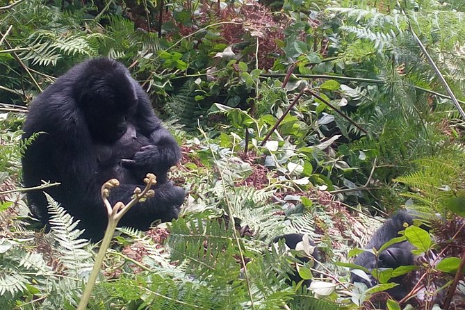 10 Days Uganda Gorilla & Chimpanzee Trekking Safari - From Entebbe to the road north