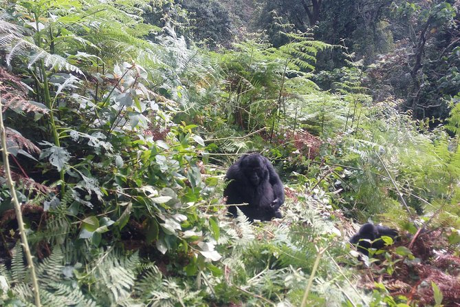 10 Days Uganda Gorilla & Chimpanzee Trekking Safari - Chimpanzee trekking at Kanyanchu