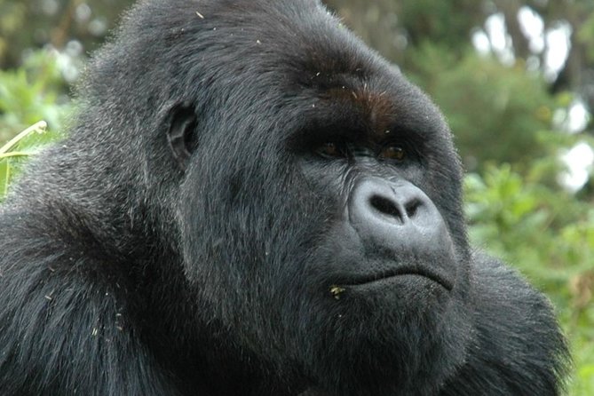 10 Days Uganda Gorilla & Chimpanzee Trekking Safari - Gorilla trekking in Bwindi Forest