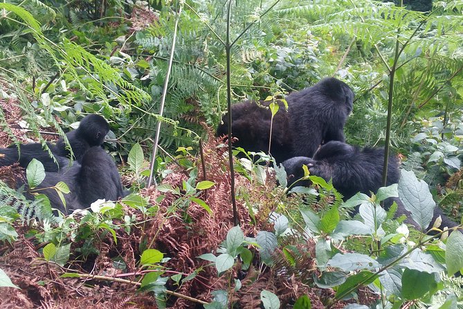 10 Days Uganda Gorilla & Chimpanzee Trekking Safari - Lake Bunyonyi and the final wildlife stop