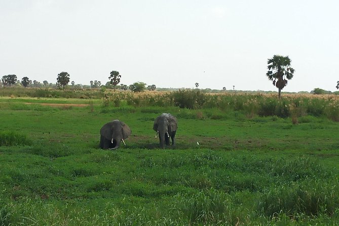 10 Days Uganda Gorilla & Chimpanzee Trekking Safari - Zziwa rhinos and Murchison Falls