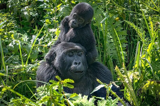10-Days Uganda Gorillas and Chimpanzee Wildlife Discovery - Why this Uganda route works so well