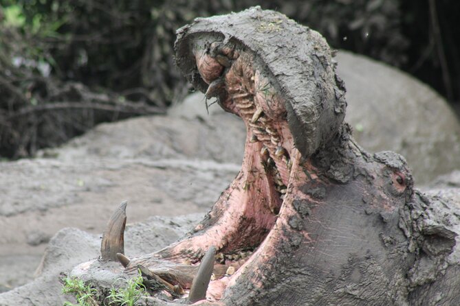 10-Days Uganda Gorillas and Chimpanzee Wildlife Discovery - Days 2 and 3: Murchison Falls, wildlife, and the Nile