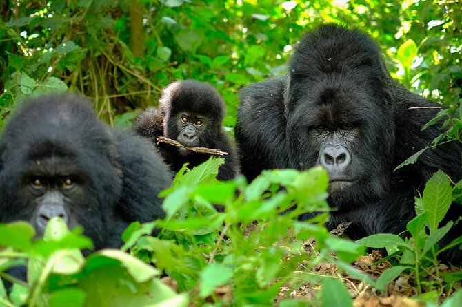 10-Days Uganda Gorillas and Chimpanzee Wildlife Discovery - Day 5: Chimpanzees and a swamp walk at Kibale