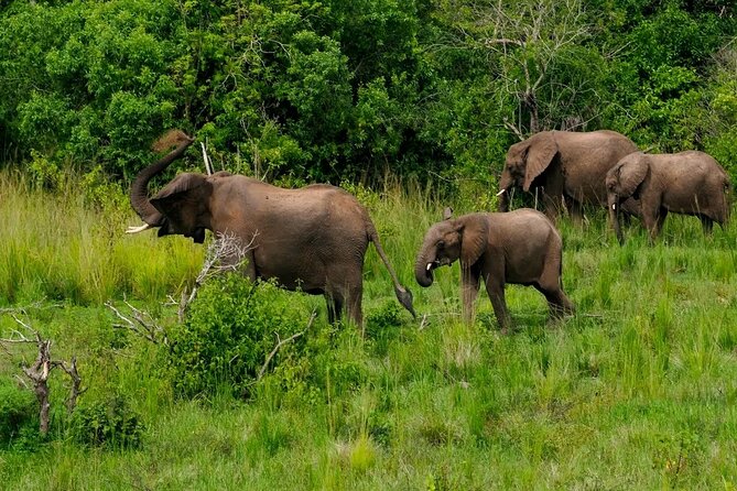 10-Days Uganda Gorillas and Chimpanzee Wildlife Discovery - Days 6 and 7: Queen Elizabeth National Park by vehicle and boat
