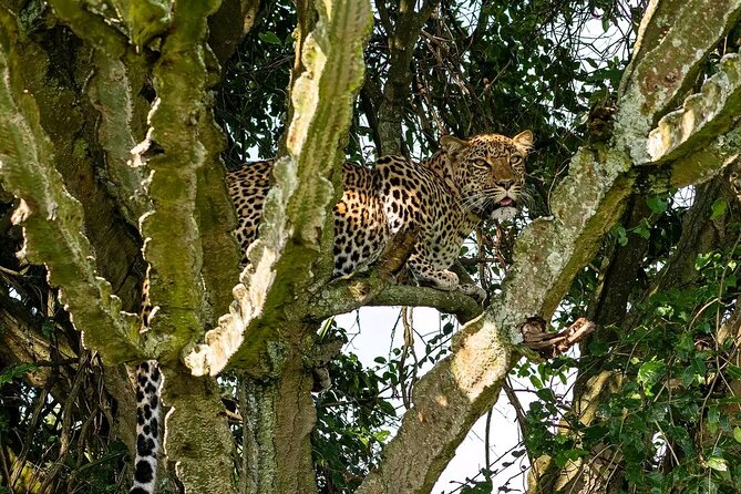 10-Days Uganda Gorillas and Chimpanzee Wildlife Discovery - Day 1: A soft landing in Entebbe