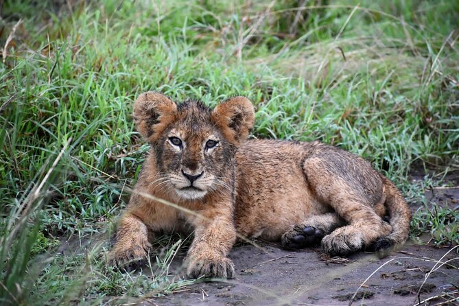 10 Days Uganda Safari with Gorillas - Day 3: Murchison’s early game drive