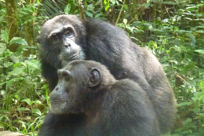 10 Days Uganda Safari with Gorillas - Day 4: From savanna to Bigodi Swamp