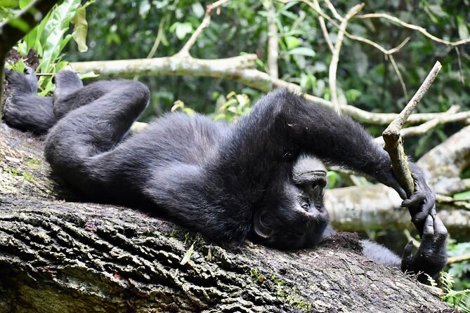 10 Days Uganda Safari with Gorillas - Day 6: Queen Elizabeth’s wildlife and the Ishasha option