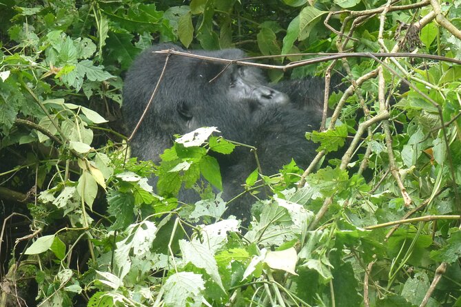 10 Days Uganda Safari with Gorillas - Day 7: Through the highlands to Bwindi