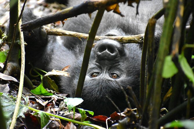 10 Days Uganda Safari with Gorillas - Day 2: Rhinos, Murchison Falls, and a long first drive