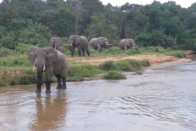 11 Days Uganda +Gorillas - Kibale Forest for chimpanzees and smaller primates