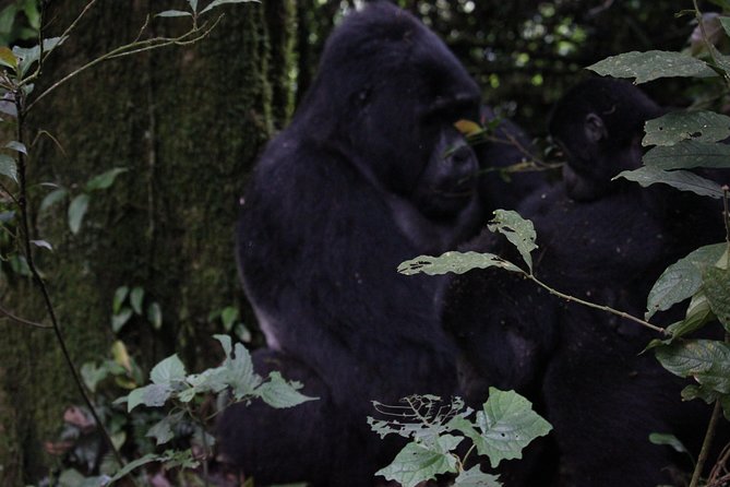 11 Days Uganda +Gorillas - Queen Elizabeth National Park and the classic safari list