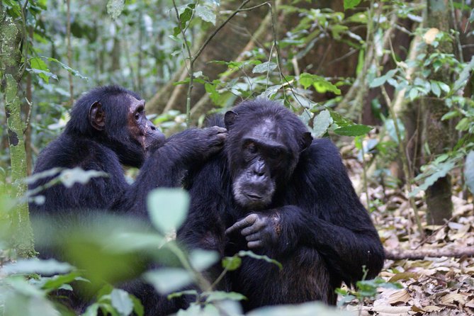 11 Days Uganda +Gorillas - Starting in Entebbe and heading into Uganda