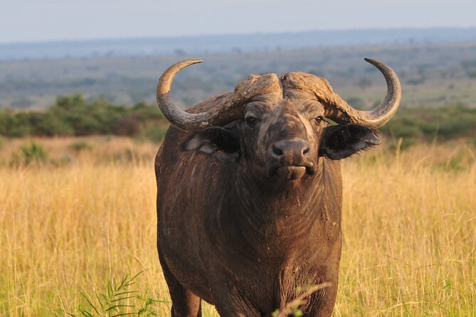 12-Day Big 5, Chimp & Gorilla Trekking Safari - Day 5: Chimpanzees and the Bigodi Wetland Sanctuary