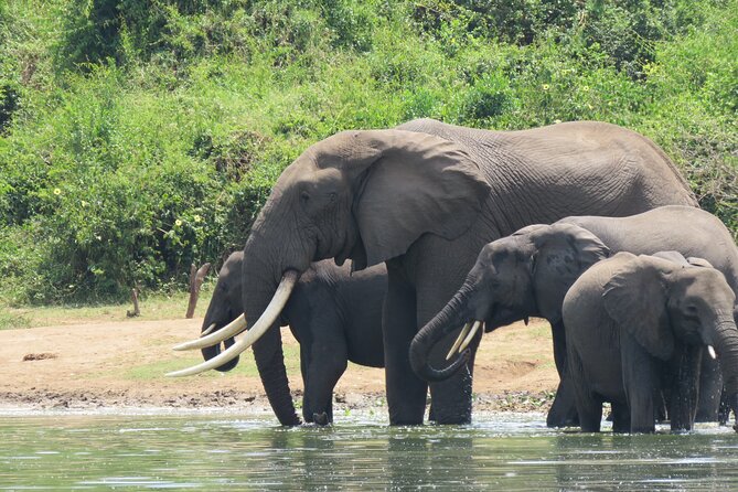 12-Day Moderately Priced Pearl of Africa - Uganda Private Safari - Day 5: Chimpanzees and the Bigodi community walk