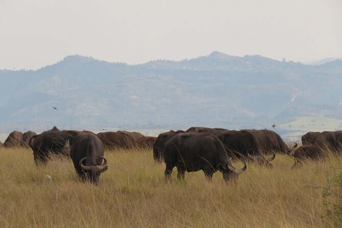 12-Day Moderately Priced Pearl of Africa - Uganda Private Safari - Day 6: Crater views and the Kasenyi plains