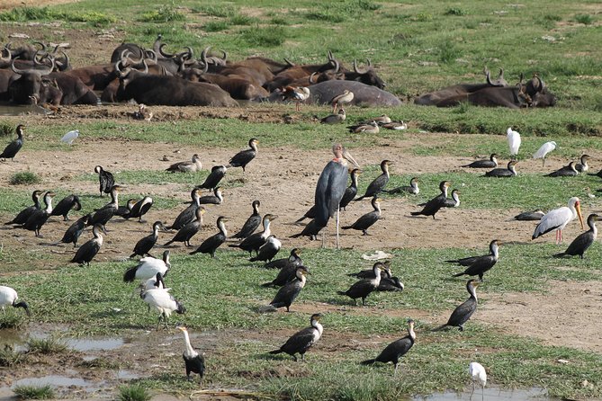 12-Day Pearl of Africa Wildlife and Adventure Highlights - Why this 12-day route feels like a full Uganda sampler