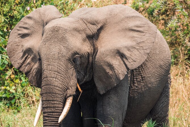 12-Day Pearl of Africa Wildlife and Adventure Highlights - Day 7: Queen Elizabeth by road and water