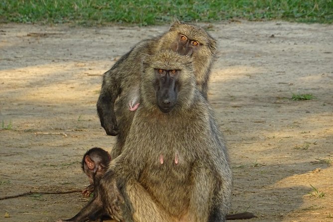 12 Days Memorable Experience tour in Uganda - Day 8: The long move toward Murchison Falls