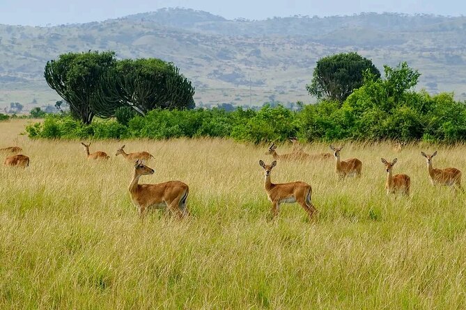 13 Day Uganda Safari with Gorillas, Chimps & Tree climbing lions - Day 4: The long, scenic transfer to Kibale