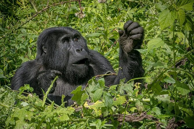 13 Day Uganda Safari with Gorillas, Chimps & Tree climbing lions - Days 6 to 8: Queen Elizabeth’s plains and Kazinga Channel