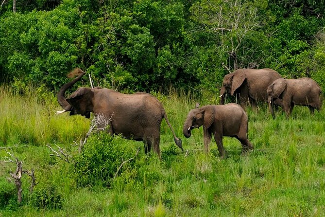 13 Day Uganda Safari with Gorillas, Chimps & Tree climbing lions - Day 9: The search for Ishasha’s tree-climbing lions