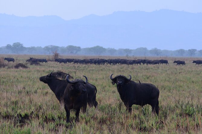 13 Day Uganda Safari with Gorillas, Chimps & Tree climbing lions - Days 10 and 11: Bwindi and the gorilla trek