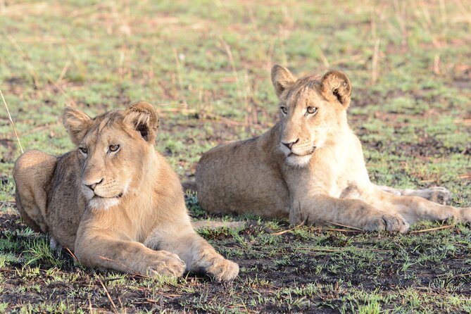 13 Day Uganda Safari with Gorillas, Chimps & Tree climbing lions - Days 2 and 3: Rhinos, lions, elephants, and Murchison Falls