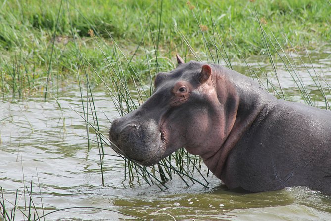 13-Day Wildlife Adventure Trip to the Pearl of Africa - Days 4 and 5: Tea country and chimp habituation in Kibale
