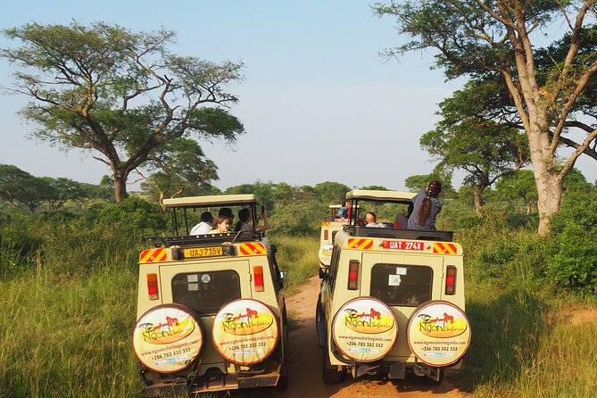 13-Day Wildlife Adventure Trip to the Pearl of Africa - Days 8 and 9: Ishasha’s tree-climbing lions and the road to Bwindi