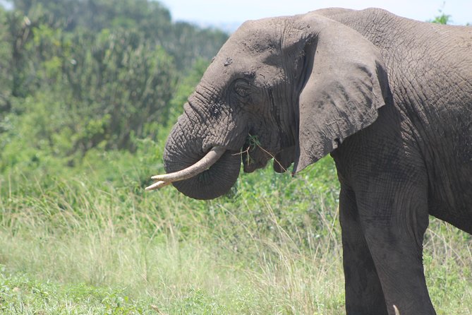 13-Day Wildlife Adventure Trip to the Pearl of Africa - Days 1 and 2: From Entebbe to Murchison Falls