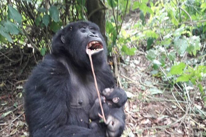 13 Days Private tour to discover Uganda's Best Safari - Key points at a glance