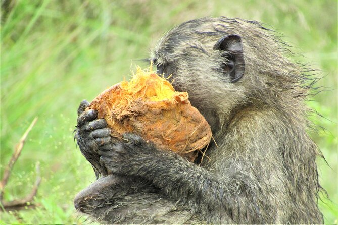 13 Days Private tour to discover Uganda's Best Safari - Why this safari covers so much of Uganda