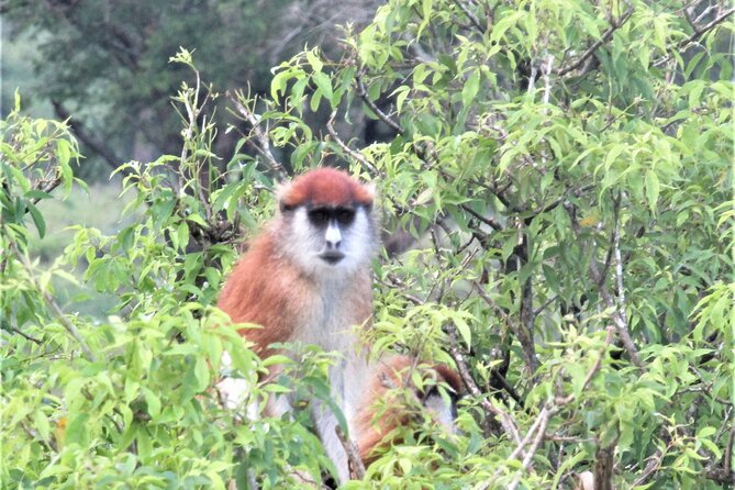 13 Days Private tour to discover Uganda's Best Safari - Days 2 and 3: Rhinos, savanna, and the Nile at Murchison Falls
